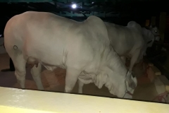 WhatsApp Image 2018-06-21 at 21.40.55 (3)